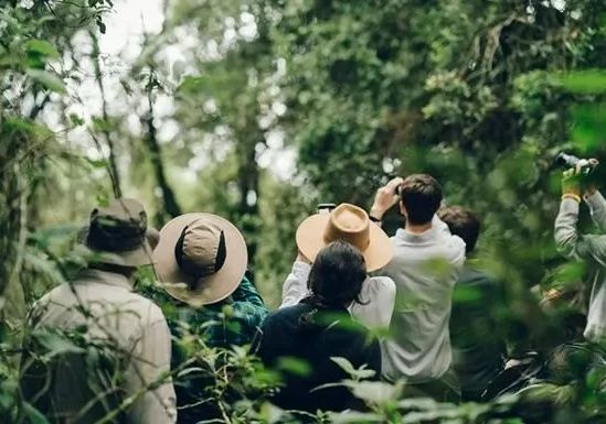 Which Month is Best for Gorilla Trekking in Uganda? 2026 Weather Guide